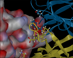 Active Site in Protean 3D